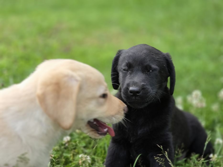 Labrador retriever  szczenię  z metrykę