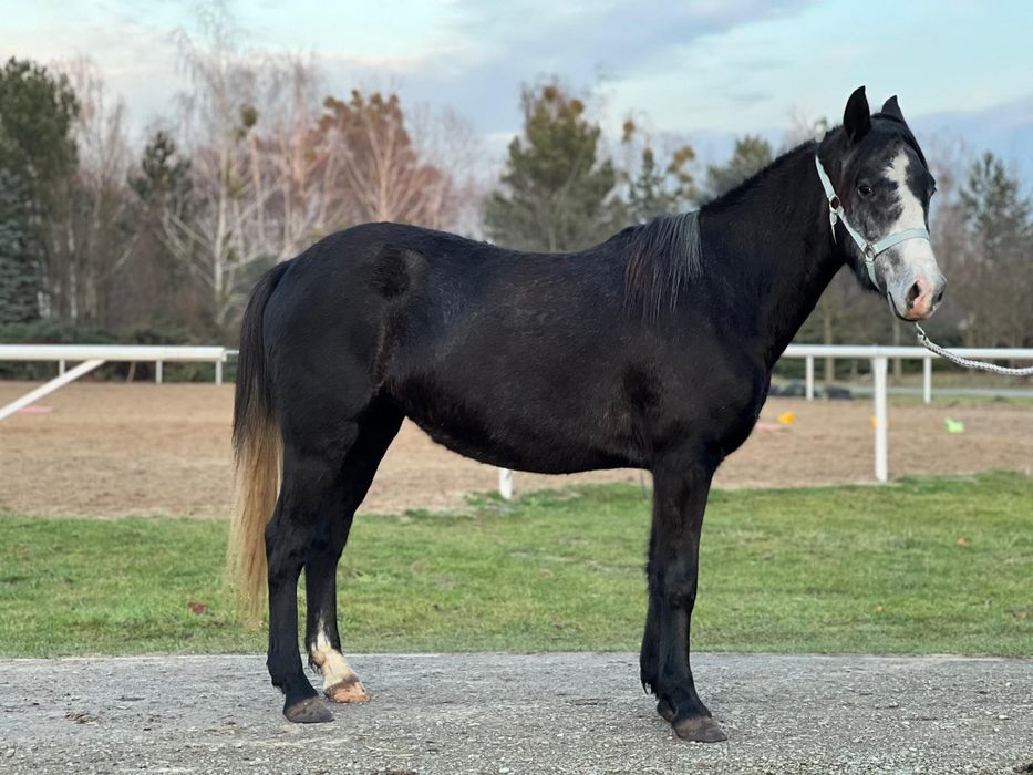 Klacz C grupa 4lata 140cm