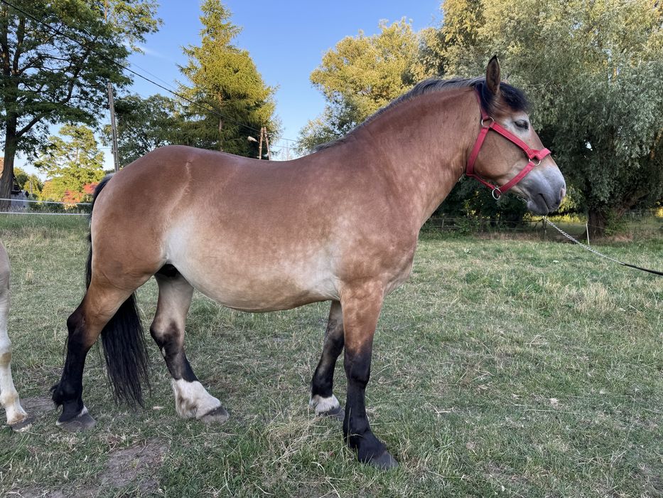 Klacz zimnokrwista PKZ