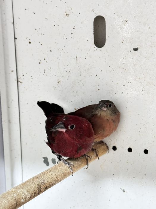 Aves para cedencia 2025