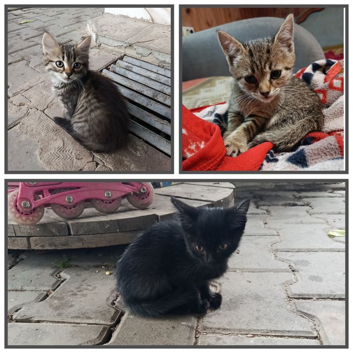 Котики в добрі руки