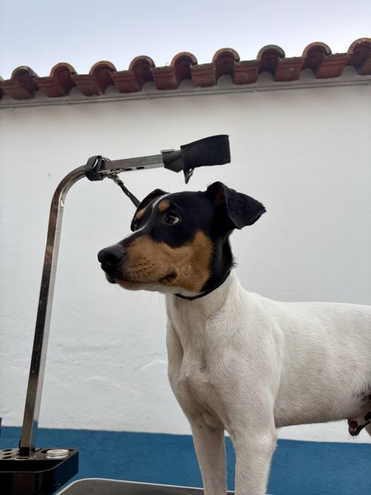 Ratonero Bodeguero Andaluz C/Pedigree e Afixo