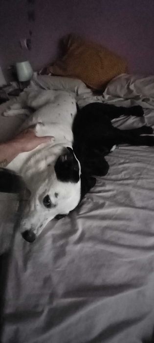 Alegria canina todos os dias