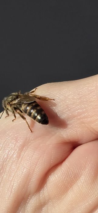 Matka pszczela nieunasienniona Krainka Daja