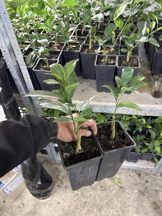 Апельсин, лимон, мандарин