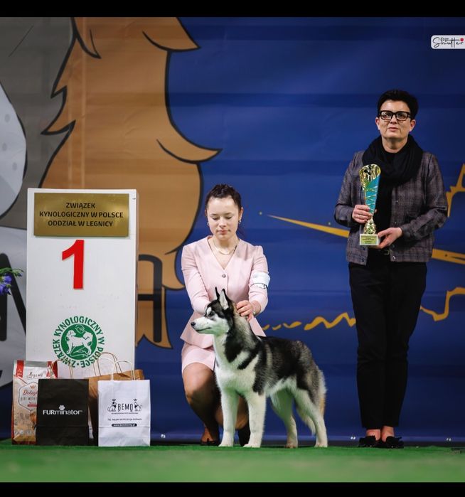 Siberian Husky ZKwP Junior