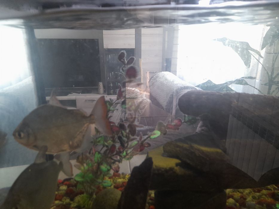 Akwarium 112L zestaw