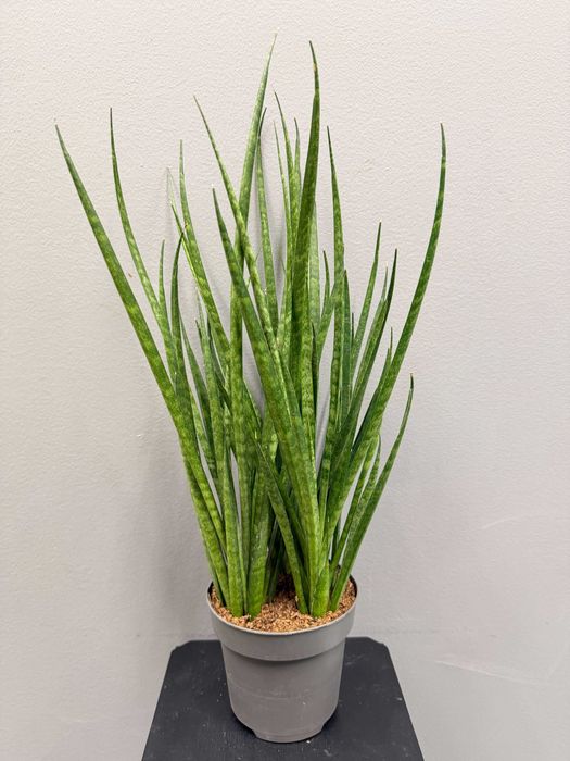 Sansevieria Comet Kichaka Sansewieria