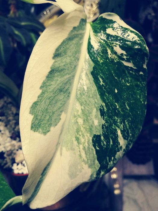 Monstera LAVA GHOST Variegata UNIKAT philodendron filodendron