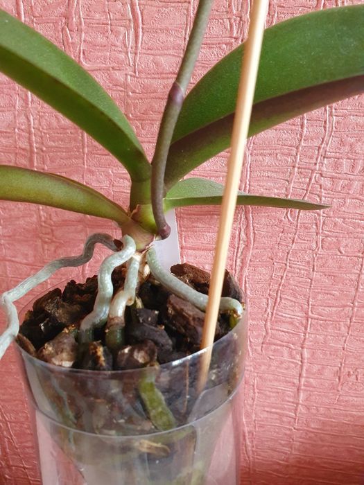 Орхидея 777 или РF 5210 Little Gem Stripes