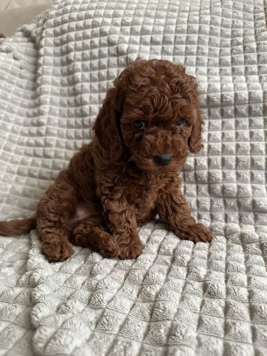 Той пудель,Ред браун