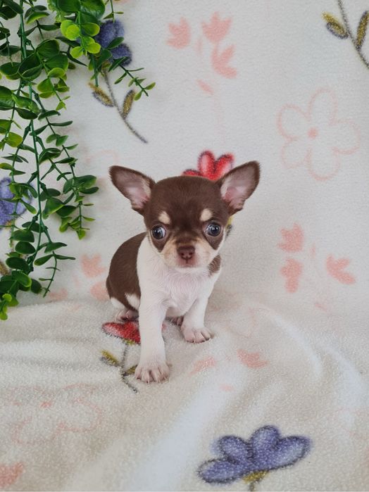 Excecional menina mini mini Chihuahua/Chiuaua,LinhagemRussa de Qualidd