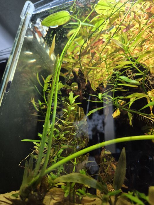Hydrocleys nymphoides