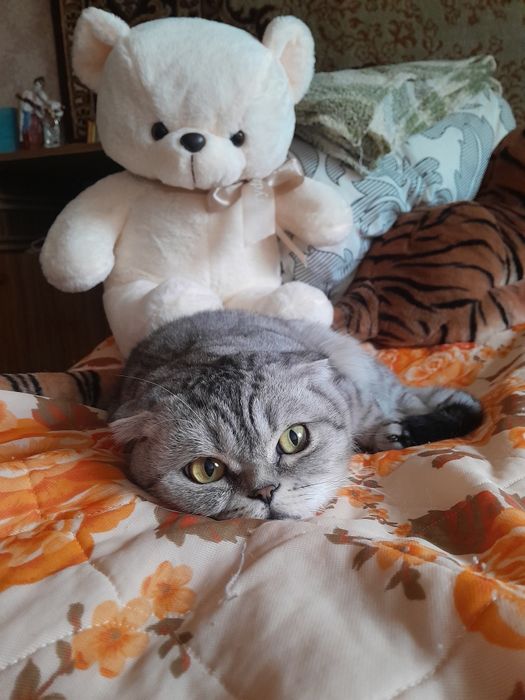 Шотландские вислоухие