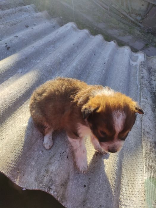 Щенок,отдам в добрые руки