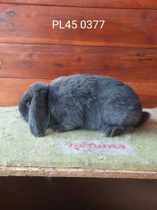 Samice karzełka barana francuskiego niebieskiego