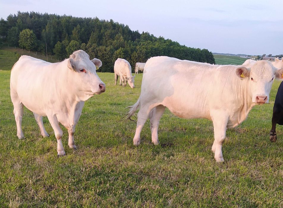 Charolaise Jałówki i krowy  100 %=rasy