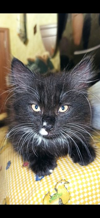 Отдаю котёнка в добрые руки