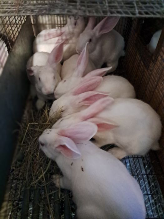 Термонська біла. Чиста лінія. Провакциновані та пропоєні.