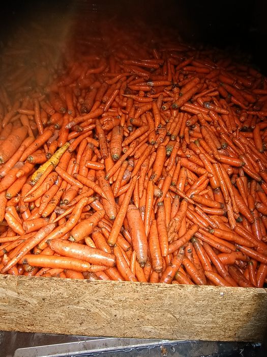 Marchew paszowa dla zwierząt