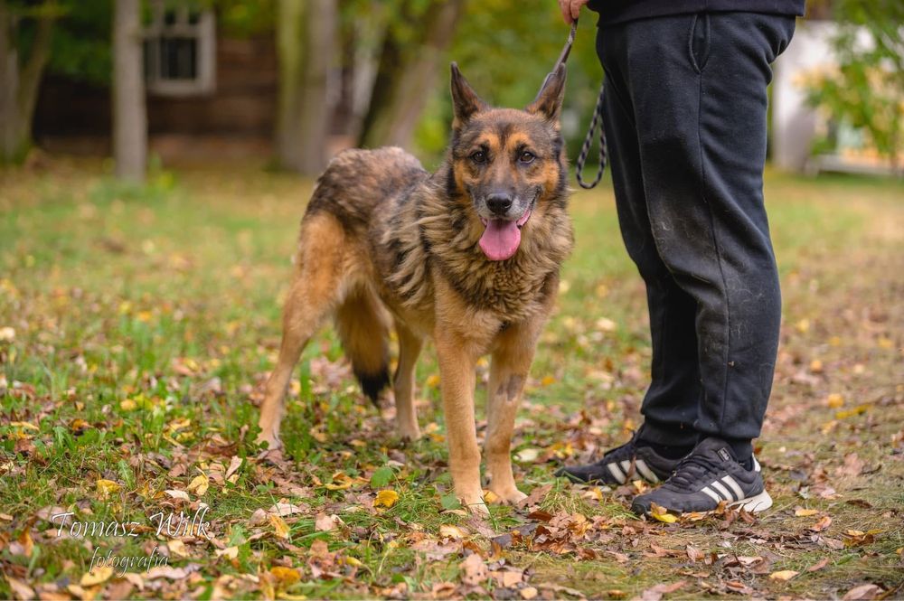 Wesoly Budrys w typie owczarka niemieckiego wypatruje domu !