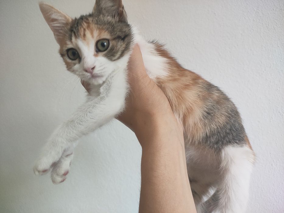 Gatinha para adoçao
