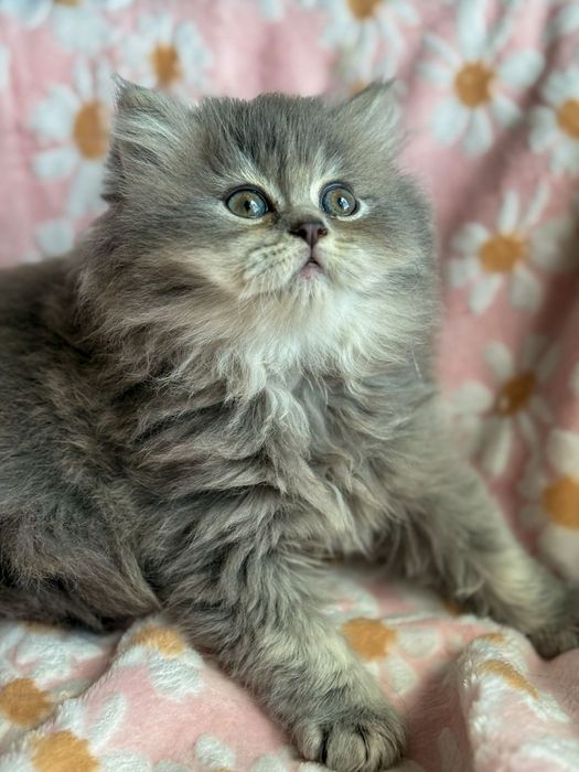 Kotka długowłosa niebieska dymna