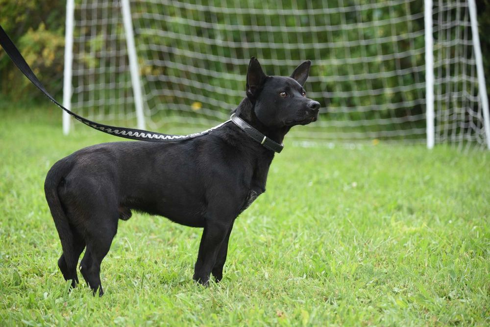 Lupus - młody psiak szuka domu