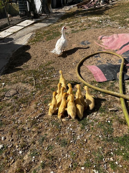 Patos, Patos Mudos, ovos de galinha e peru.