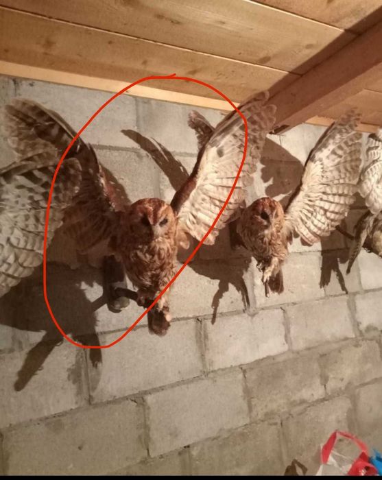 олень, баран,козел з рогами на стіну