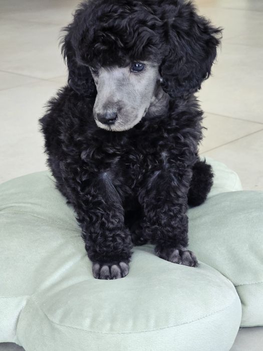 Pudel Średni Srebrny  FCI