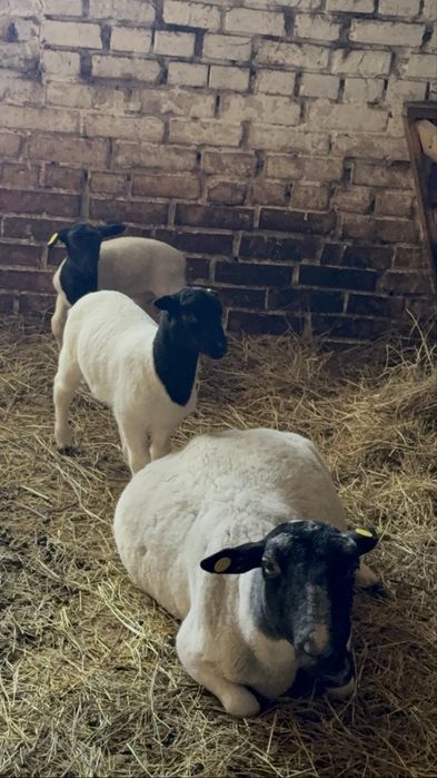 Ягнята дорпер (баранчики)