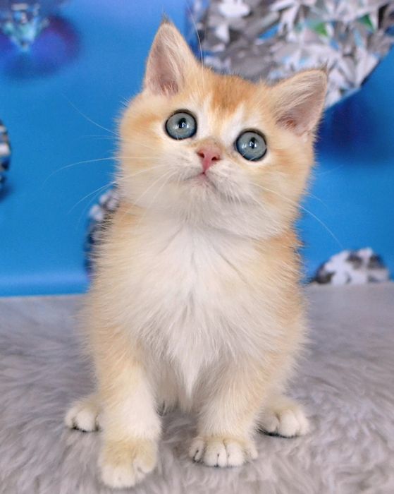 Британский котик шиншилла золотой