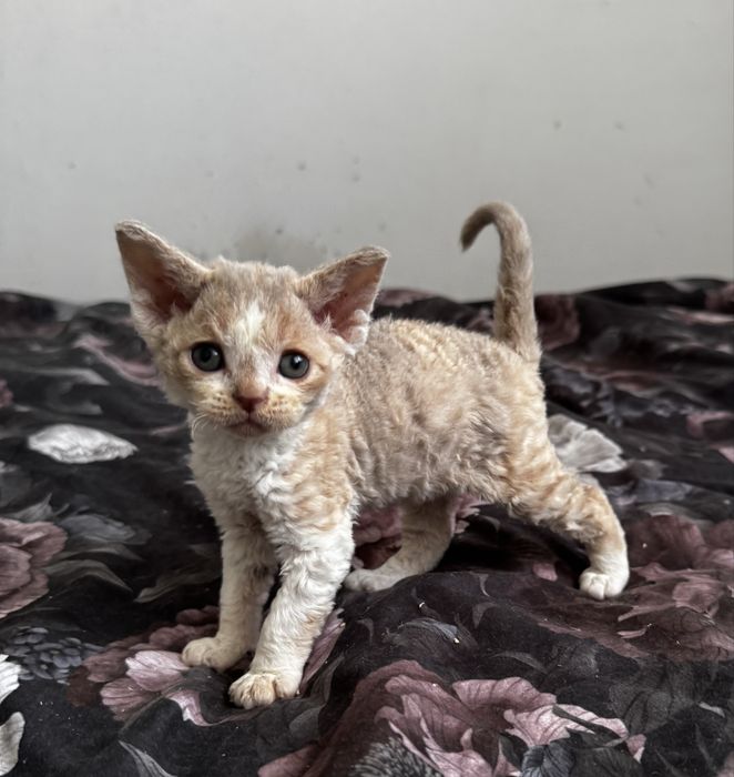 Irish Mist - urocza koteczka Devon Rex WCF