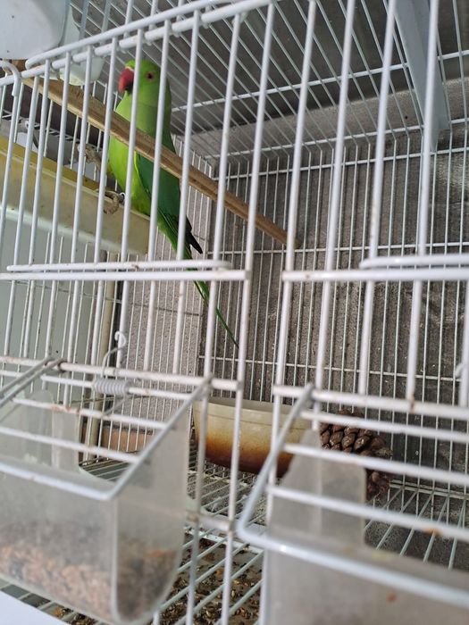 Vendo vários tipos de pássaros