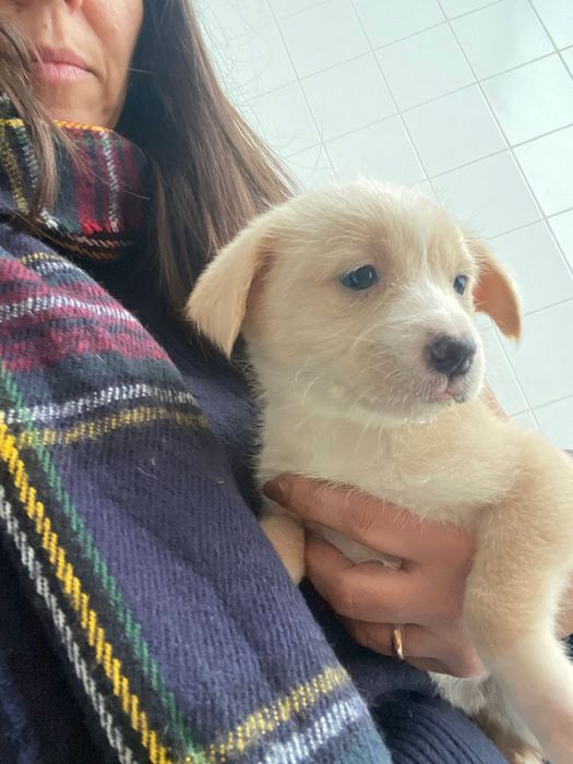 Cãezinhos para adoção