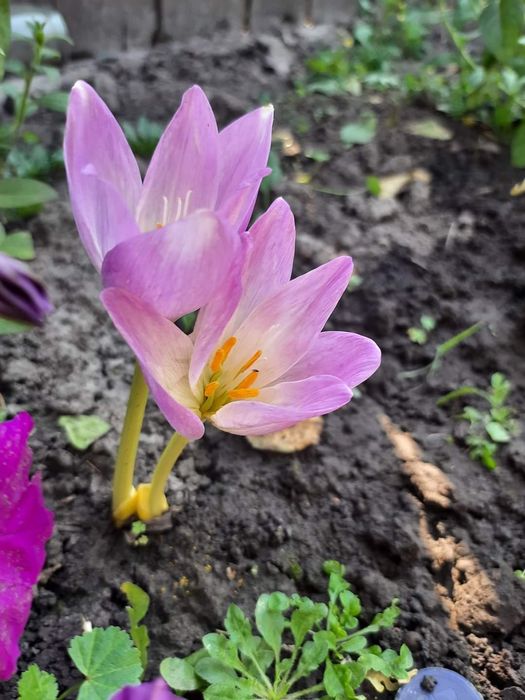 Хризантема не висока