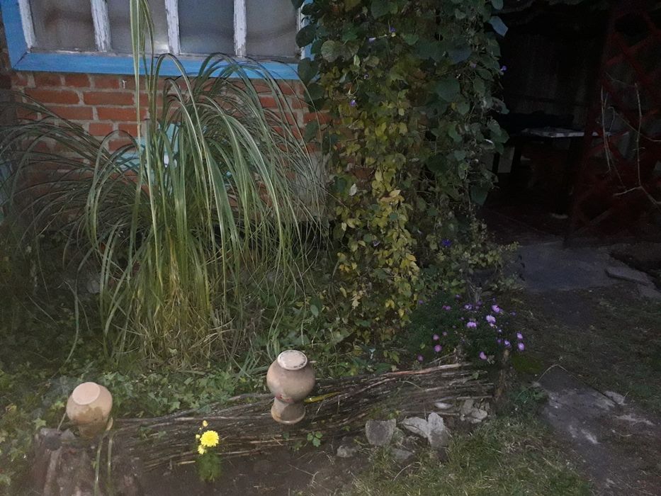 Мiскантус 2 вида