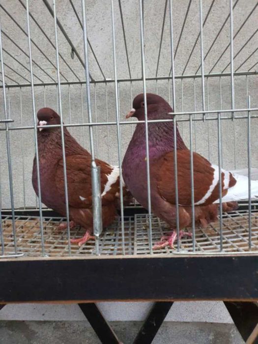 Ryś polski rysie polskie