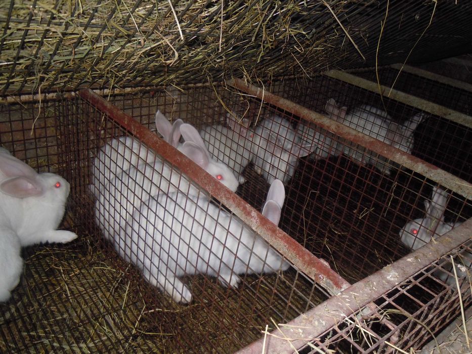 Кітні кролиці. Кролі порди - Термонська Біла .