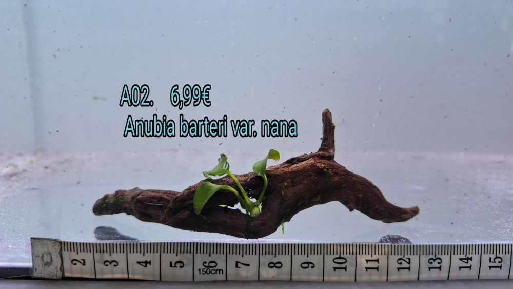 Anubia / bolbitis heudelotii em tronco e em rocha vulcânica.  (Aquário Plantas)
