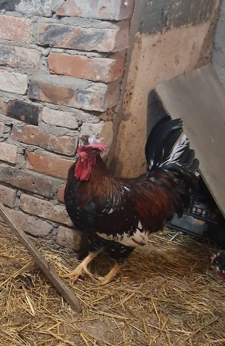 Kogut czubatka / koguty czubatki kury ozdobne