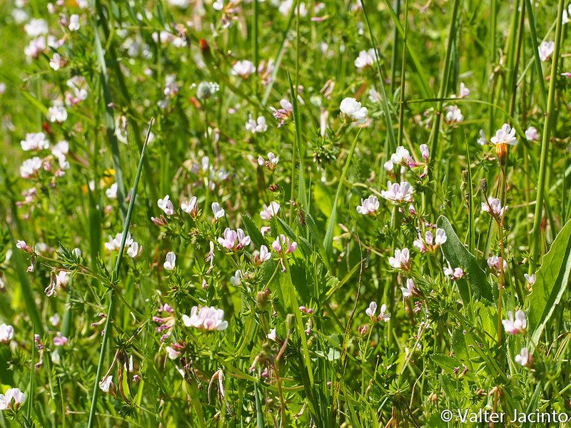 Seradela, nasiona, cert. Eko.
