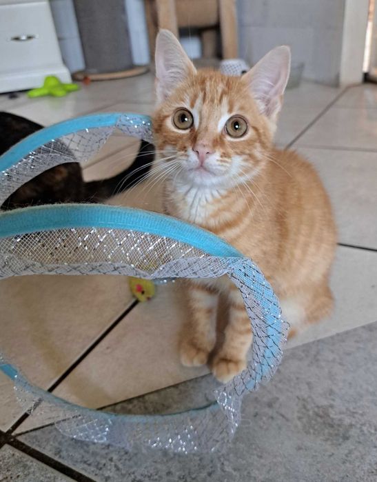 Enzo poleca się do adopcji!