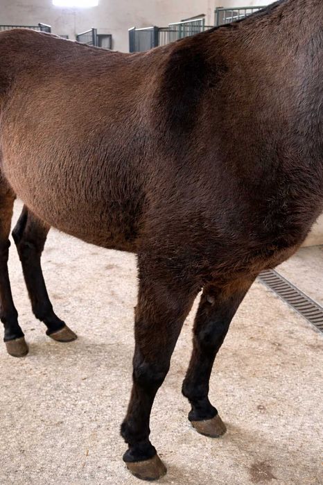 Macho (Mular) à Venda – Excelente Estado