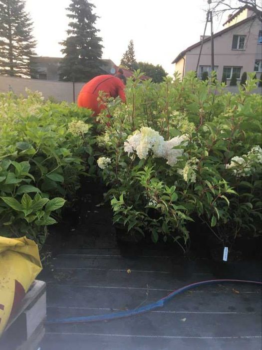 Hortensja  Hydrangea pan. 'Vanille-Fraise' PBR do 100cm