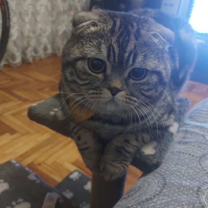 В’язка шотландський висловухий котик