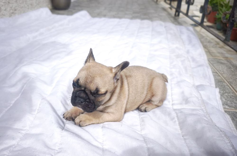 Buldogue Francês Fêmea Fulvo