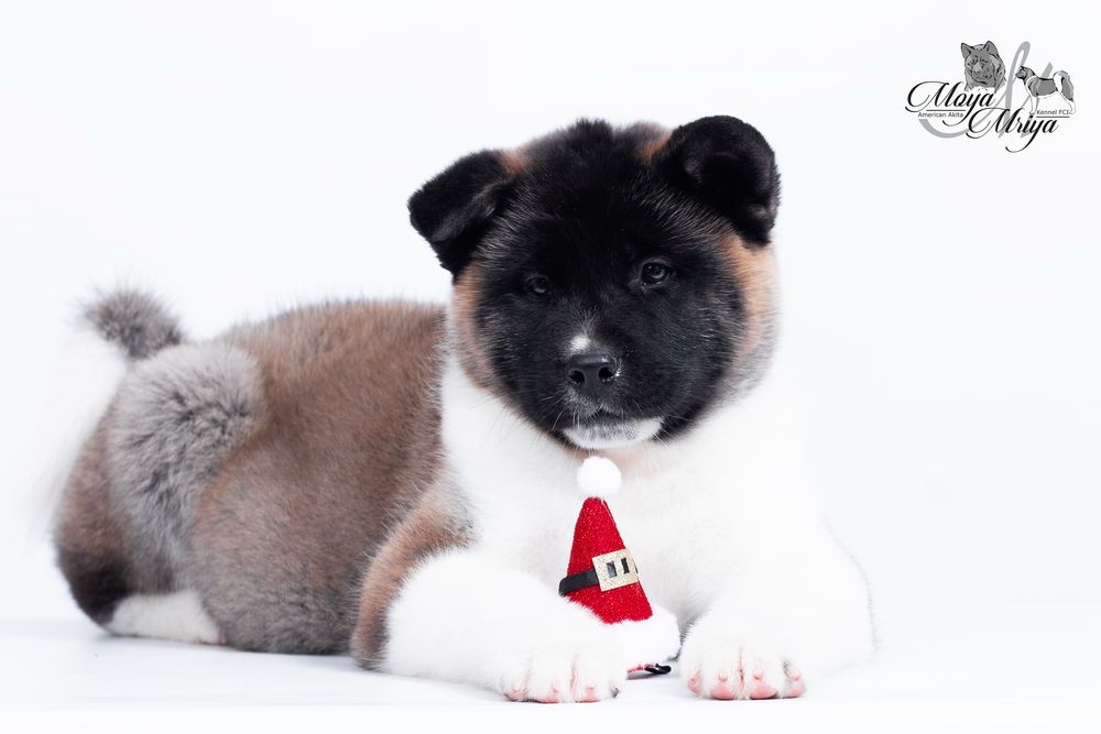 Американскька акіта/ американская акита / american akita