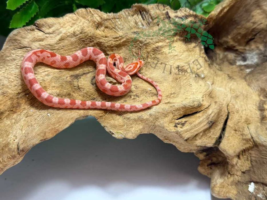 Wąż zbożowy węże zbożowe Bydgoszcz